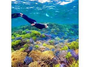 プランの魅力 カラフルな枝珊瑚 の画像