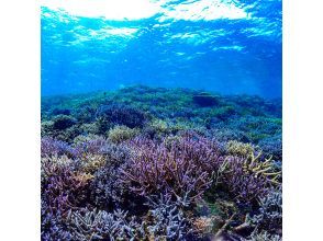 プランの魅力 青い枝珊瑚もたくさん の画像