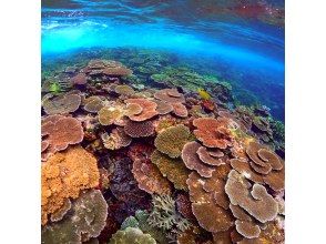 プランの魅力 壮大なテーブル珊瑚 の画像