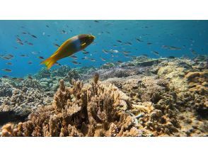 プランの魅力 きれいなサンゴ礁やカラフルでかわいいお魚さんがいっぱい！ の画像