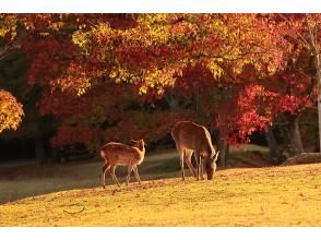 プランの魅力 奈良公園の紅葉と鹿 の画像