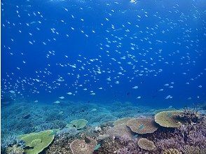 プランの魅力 珊瑚も魚も盛りだくさん！ の画像