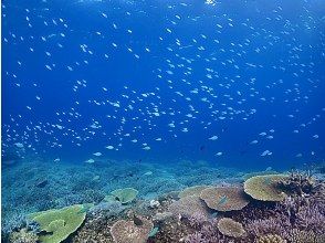 プランの魅力 Plenty of coral and fish! の画像