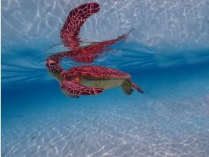プランの魅力 Sea turtles are swimming comfortably in the sea of Miyakojima! の画像