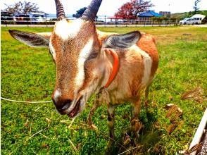 プランの魅力 You can also interact with goats♪♪ の画像