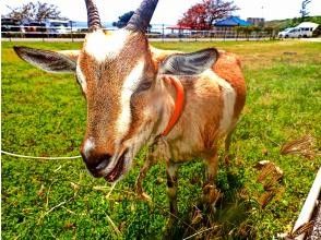 プランの魅力 还可以和山羊互动♪♪ の画像