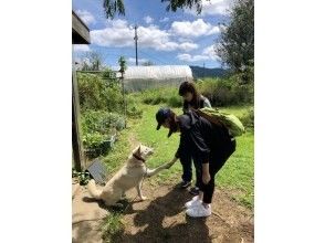 プランの魅力 看板犬のリュウくん の画像