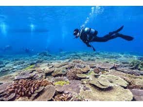 プランの魅力 サンゴ礁が魅力的 の画像
