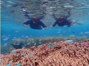 プランの魅力 Let's be healed by tropical fish and coral ♡ の画像