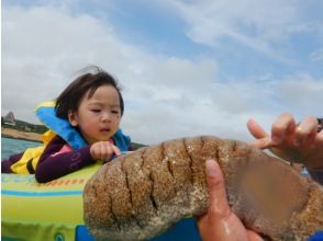 プランの魅力 Let's see and touch the sea cucumber! の画像