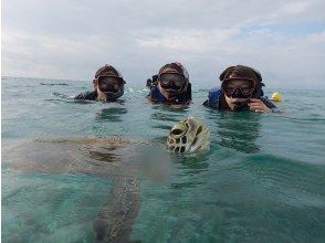 プランの魅力 Breathing when sea turtles surface の画像