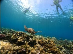 プランの魅力 海龟遭遇率90%！ ！ の画像