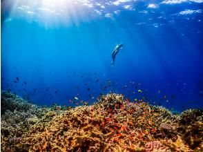 プランの魅力 水中写真をプレゼント の画像