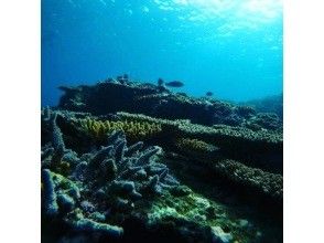 プランの魅力 カラフルなサンゴの海 の画像