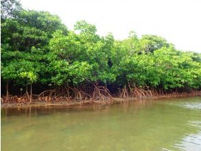 プランの魅力 strange shaped mangroves の画像