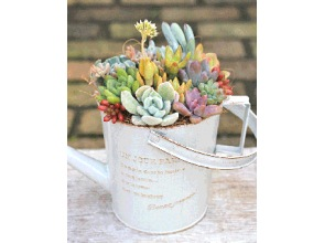 プランの魅力 fake succulents in buckets の画像