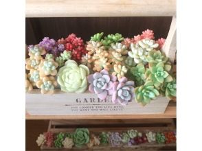 プランの魅力 fake succulents in boxes の画像