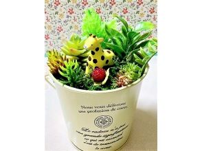 プランの魅力 Animal succulent plant fake on the bucket の画像