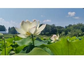 プランの魅力 「稲泉寺」の白い蓮 の画像
