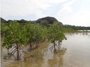 プランの魅力 Explore the mangrove forest の画像
