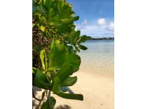 プランの魅力 Plants growing on the coast の画像