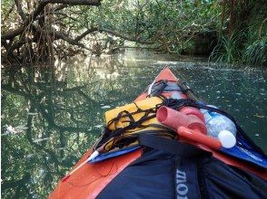プランの魅力 Into the mangrove jungle の画像