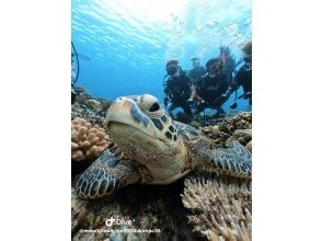 プランの魅力 ウミガメ遭遇率UP！ の画像