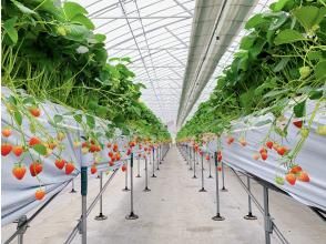プランの魅力 Admission: Enter the strawberry picking house の画像