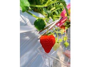 プランの魅力 Harvest: Harvest by cutting the stem with scissors の画像