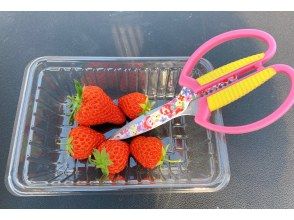 プランの魅力 수확 : 수확 한 딸기는 팩에 늘어서 있습니다. の画像