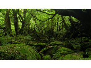 プランの魅力 濃紺の苔むす森で の画像