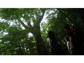 プランの魅力 ここにも屋久杉が の画像