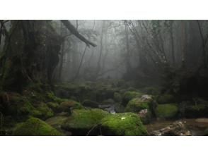 プランの魅力 霧とともに の画像