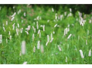 プランの魅力 こんなお花が?!① の画像