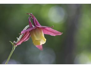 プランの魅力 こんなお花が?!② の画像