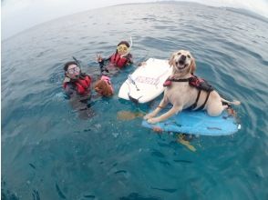 プランの魅力 大型犬も大丈夫 の画像