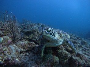 プランの魅力 ウミガメ圧倒的遭遇率！ の画像