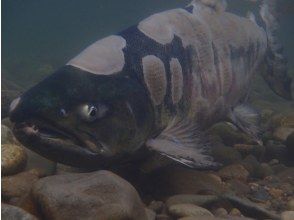 プランの魅力 Salmon watching の画像