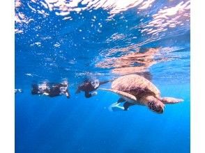 プランの魅力 ウミガメに出会える♪ の画像