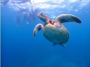 プランの魅力 高確率でウミガメに出会える♪ の画像