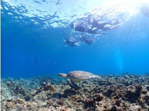 プランの魅力 高確率でウミガメに出会える♪ の画像