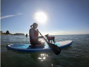 プランの魅力 愛犬と感じる海の上の特別な時間。 の画像