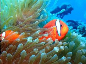プランの魅力 海のアイドル「ニモ」にも会えちゃう！ の画像
