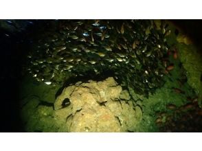 プランの魅力 洞窟の中にはキラキラのお魚！ の画像