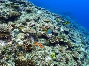 プランの魅力 広がる珊瑚礁の真栄田岬 の画像