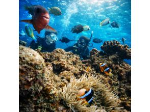 プランの魅力 魚たちと一緒に泳ぐ感動！ の画像