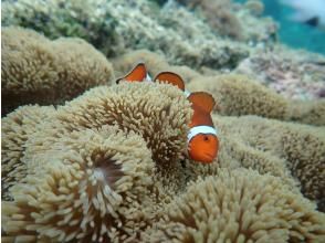 プランの魅力 We'll also show you all about Nemo and the coral!! の画像