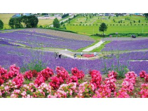 プランの魅力 日の出ラベンダー園 の画像