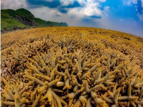 プランの魅力 地平線まで続くサンゴの群落 の画像