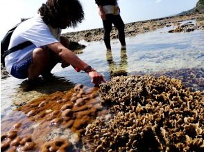 プランの魅力 サンゴの陸上観察 の画像